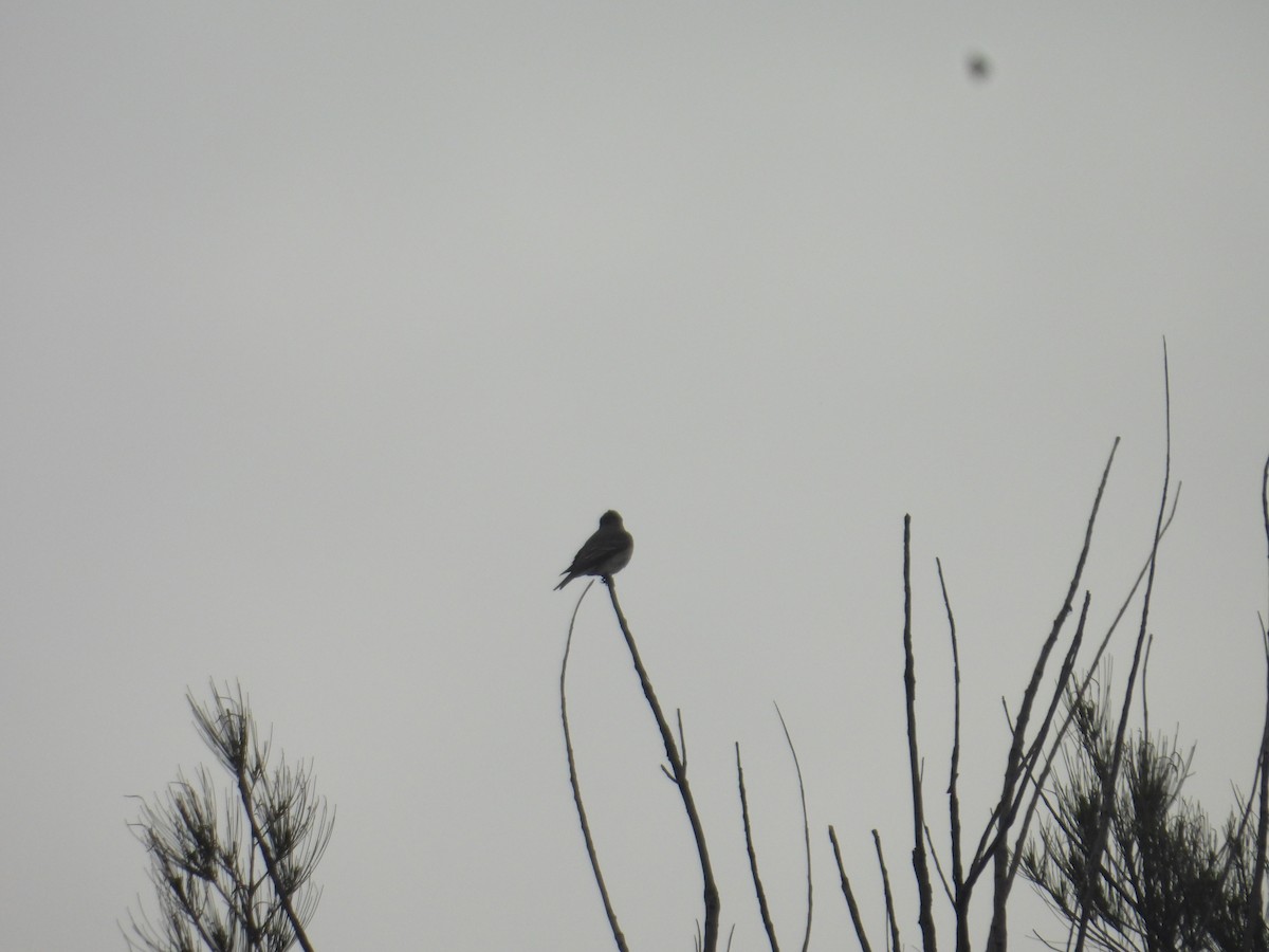 Greater Pewee - ML640944277