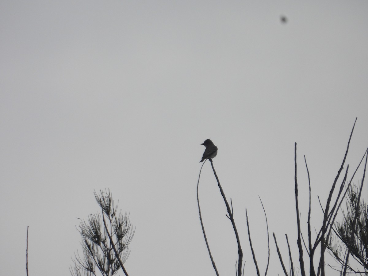 Greater Pewee - ML640944278