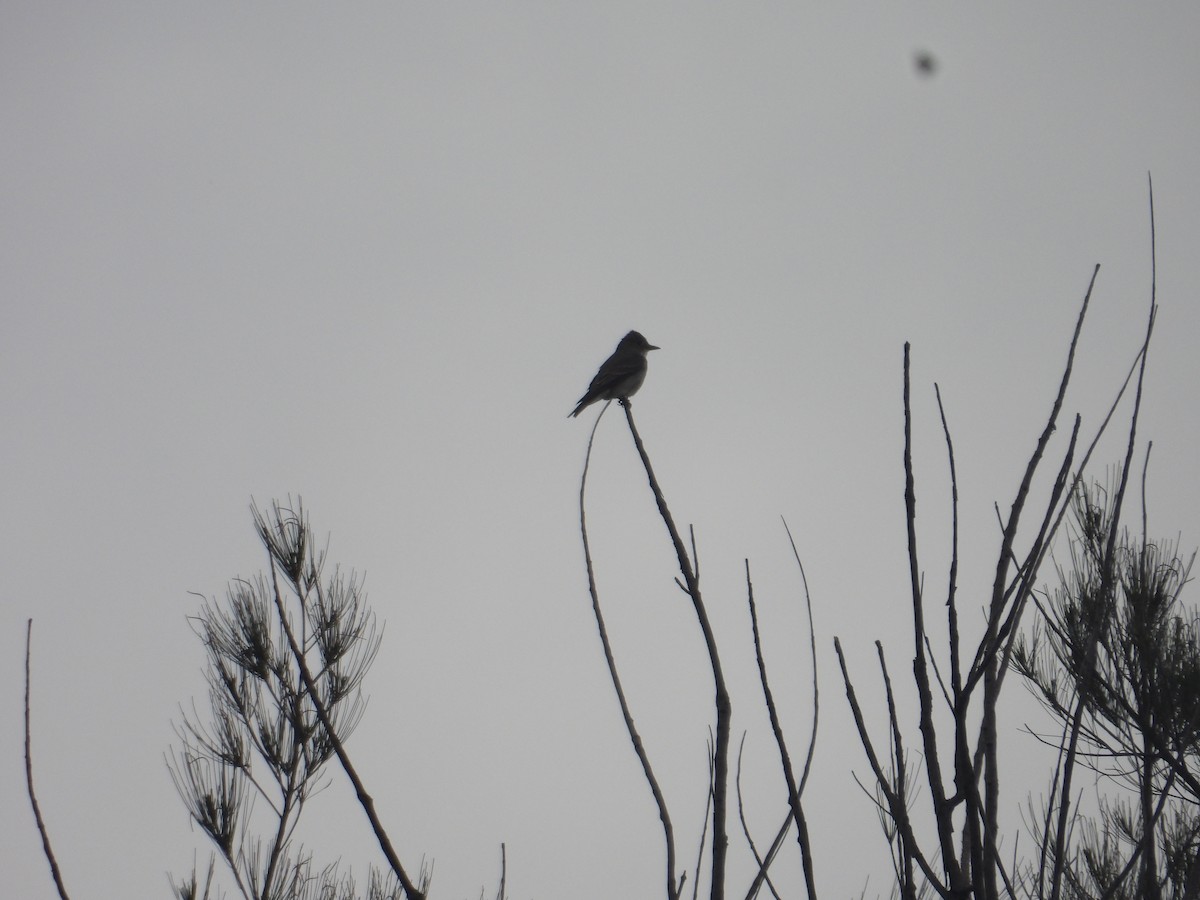 Greater Pewee - ML640944279
