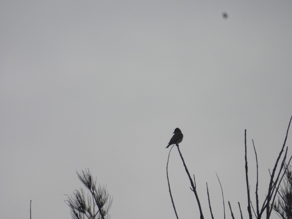Greater Pewee - ML640944280