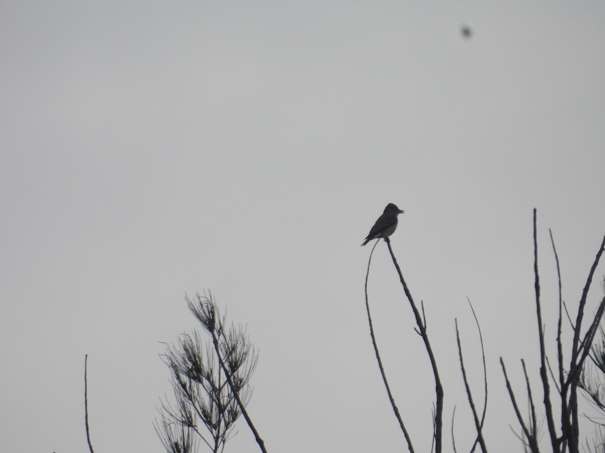 Greater Pewee - ML640944281