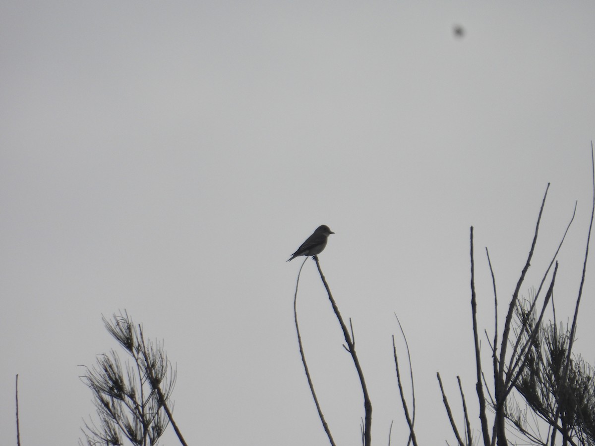 Greater Pewee - ML640944282