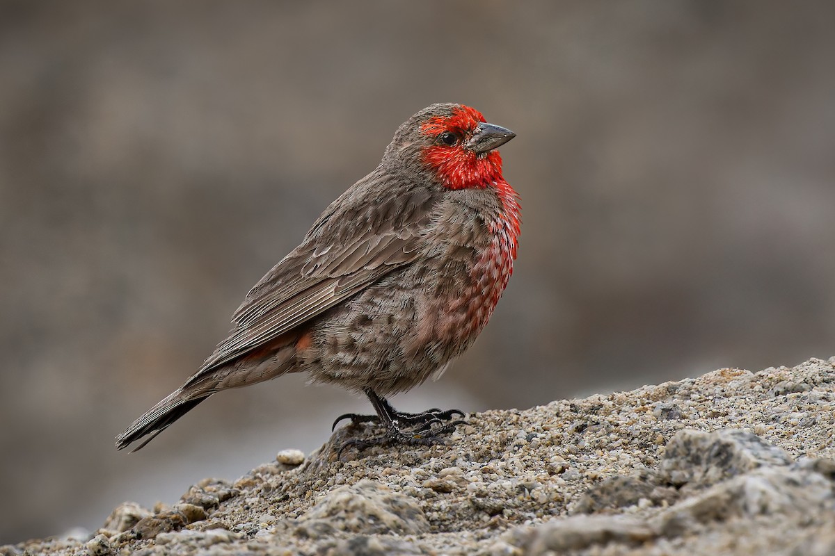 Red-fronted Rosefinch - ML640944292
