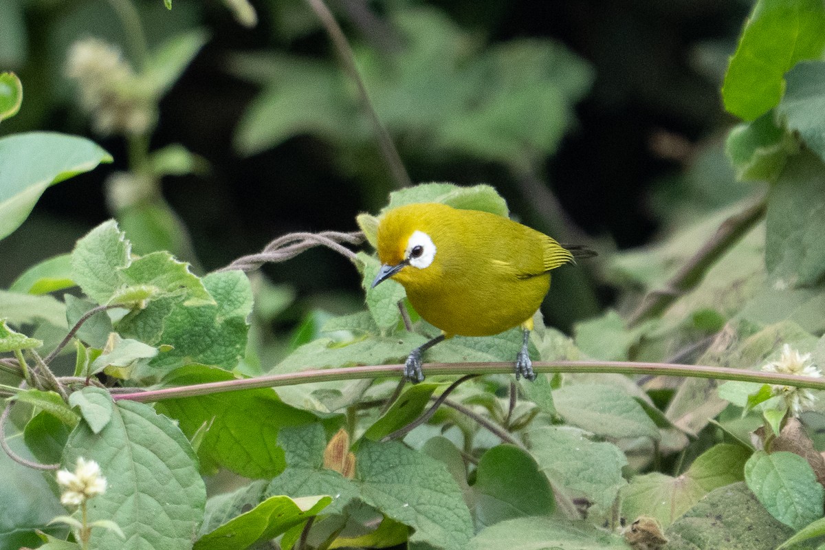 Kilimanjaro White-eye - ML640944385
