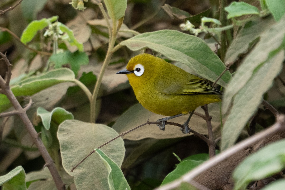 Kilimanjaro White-eye - ML640944386