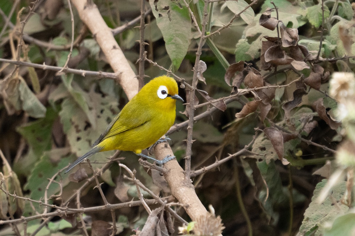 Kilimanjaro White-eye - ML640944387