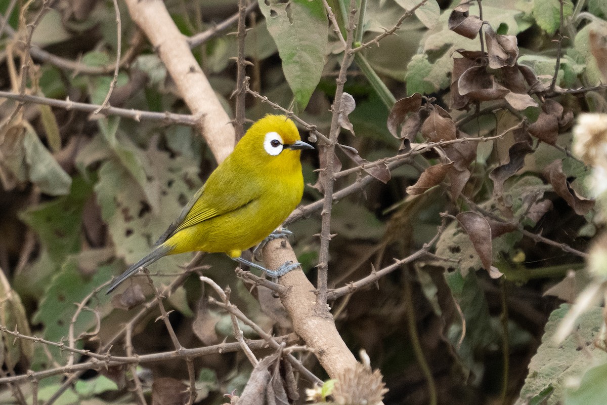 Kilimanjaro White-eye - ML640944388