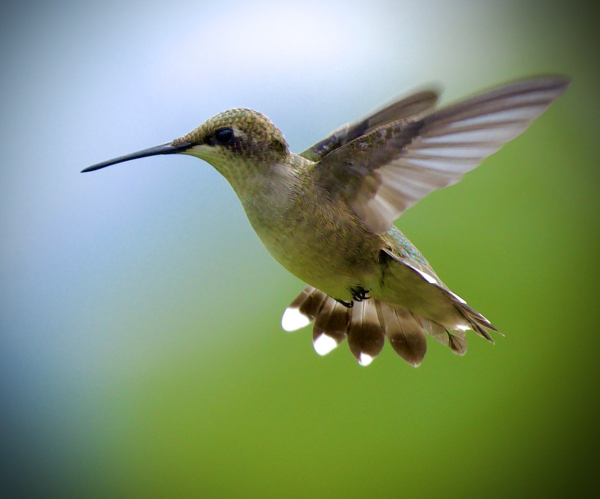 Ruby-throated Hummingbird - ML640944390