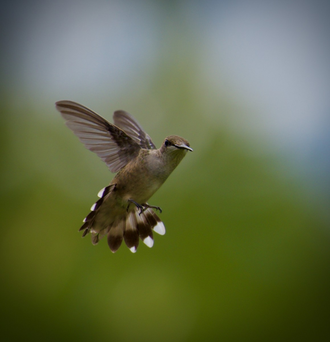 Ruby-throated Hummingbird - ML640944391