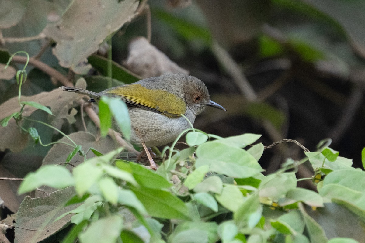 Green-backed Camaroptera (Gray-backed) - ML640944414