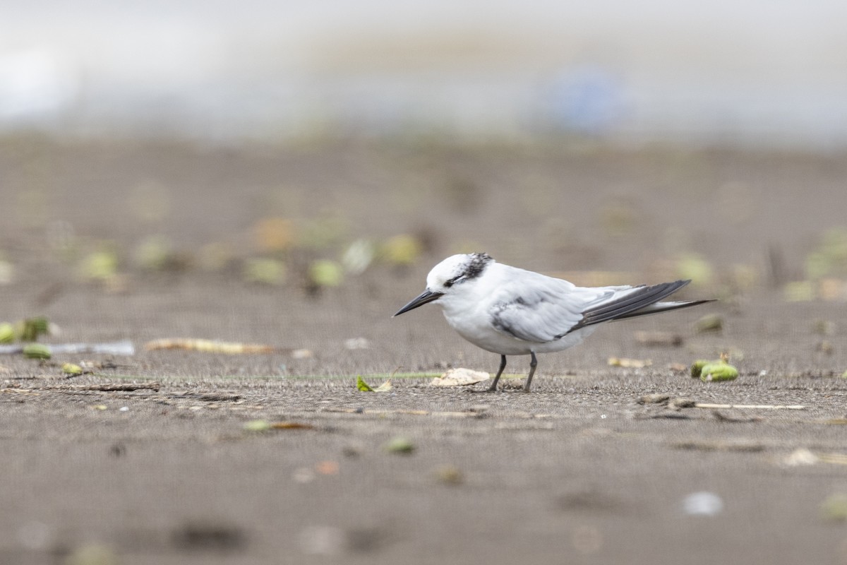 Saunders's Tern - ML640944439