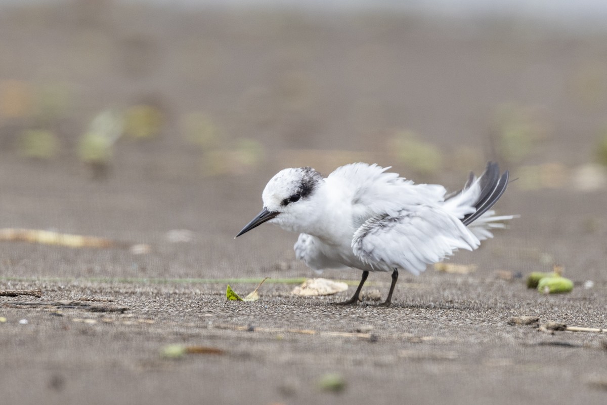 Saunders's Tern - ML640944440