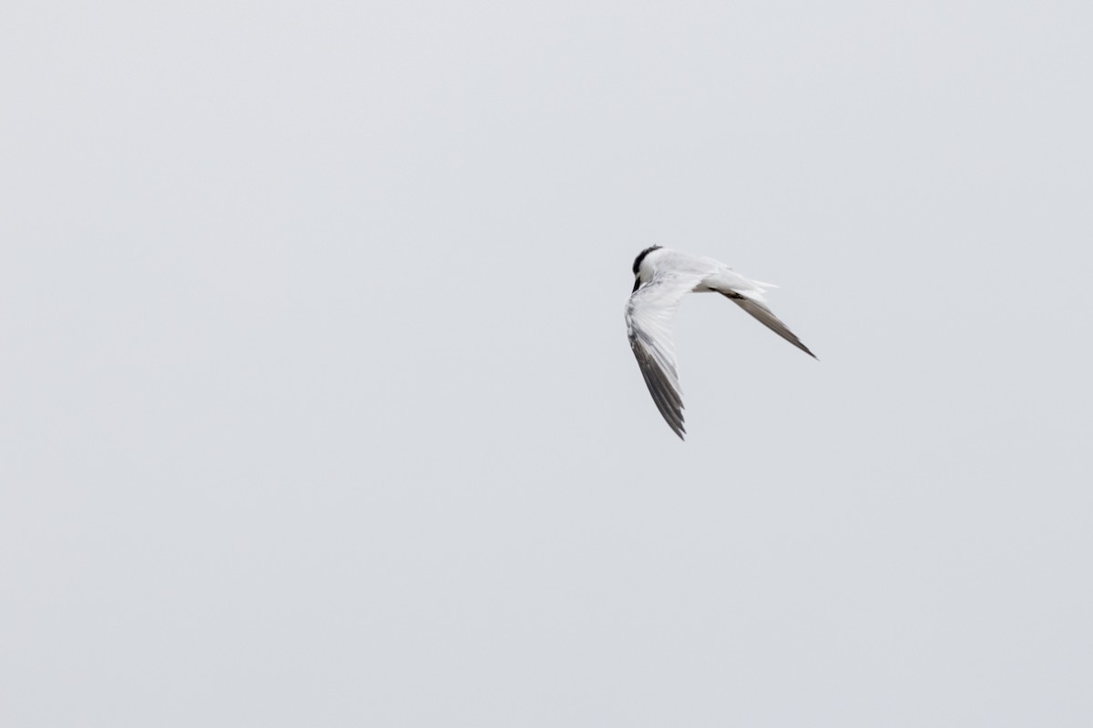 Saunders's Tern - ML640944441