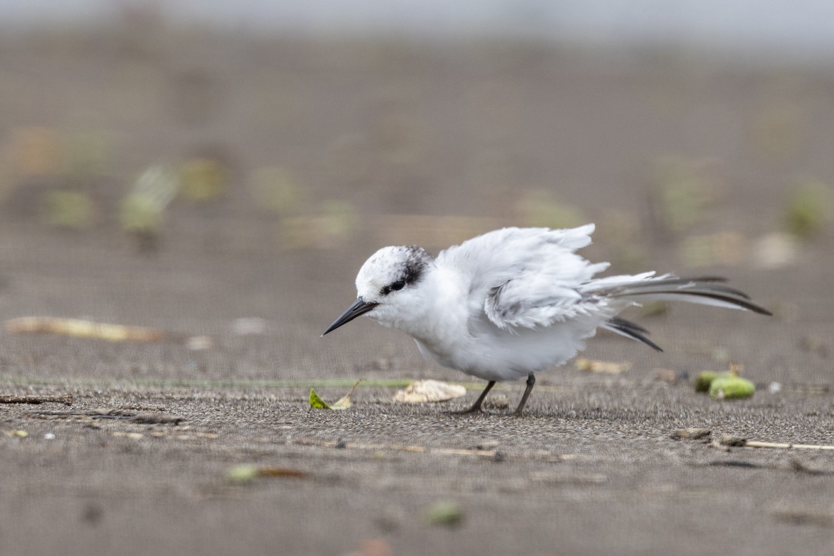 Saunders's Tern - ML640944442