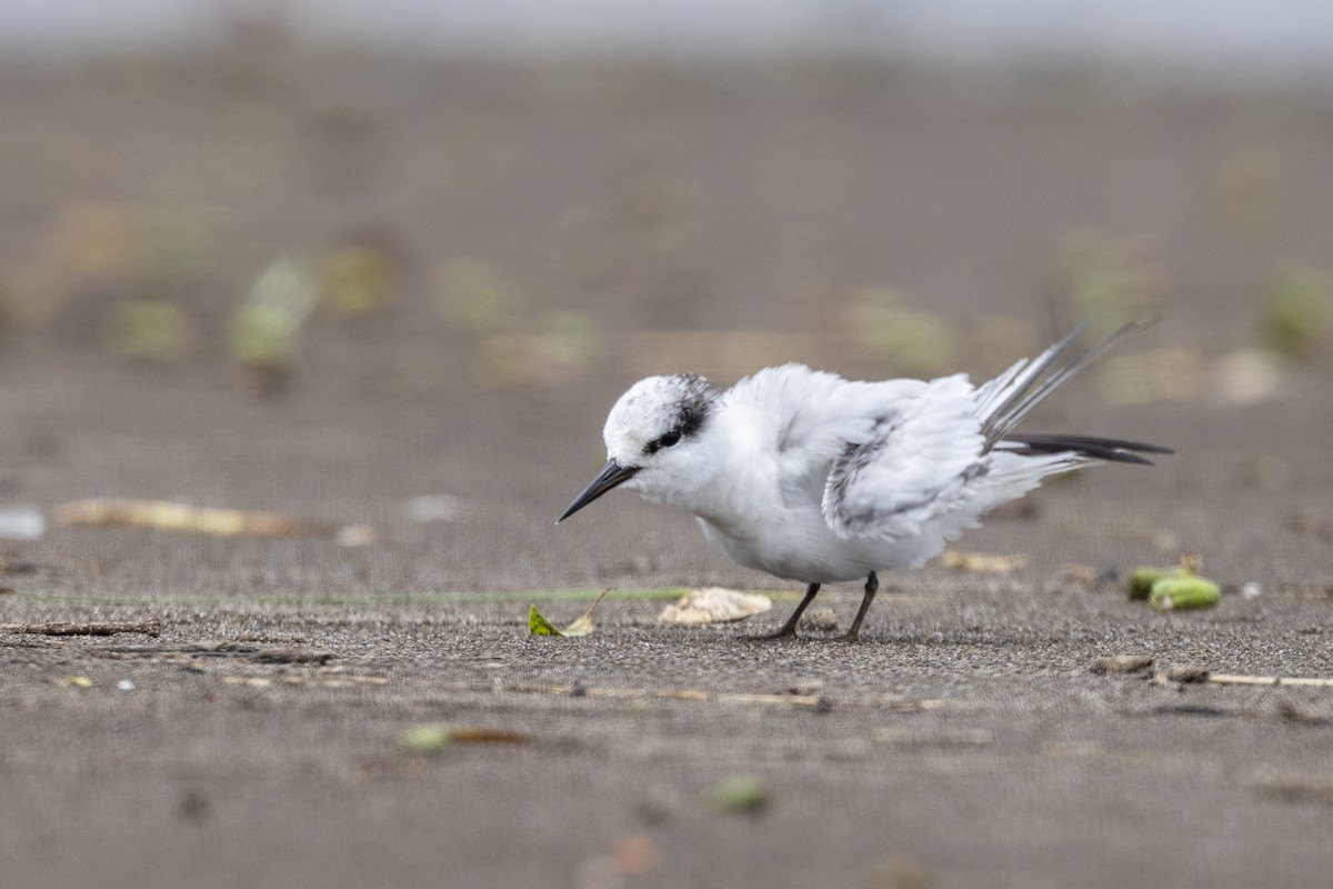 Saunders's Tern - ML640944443