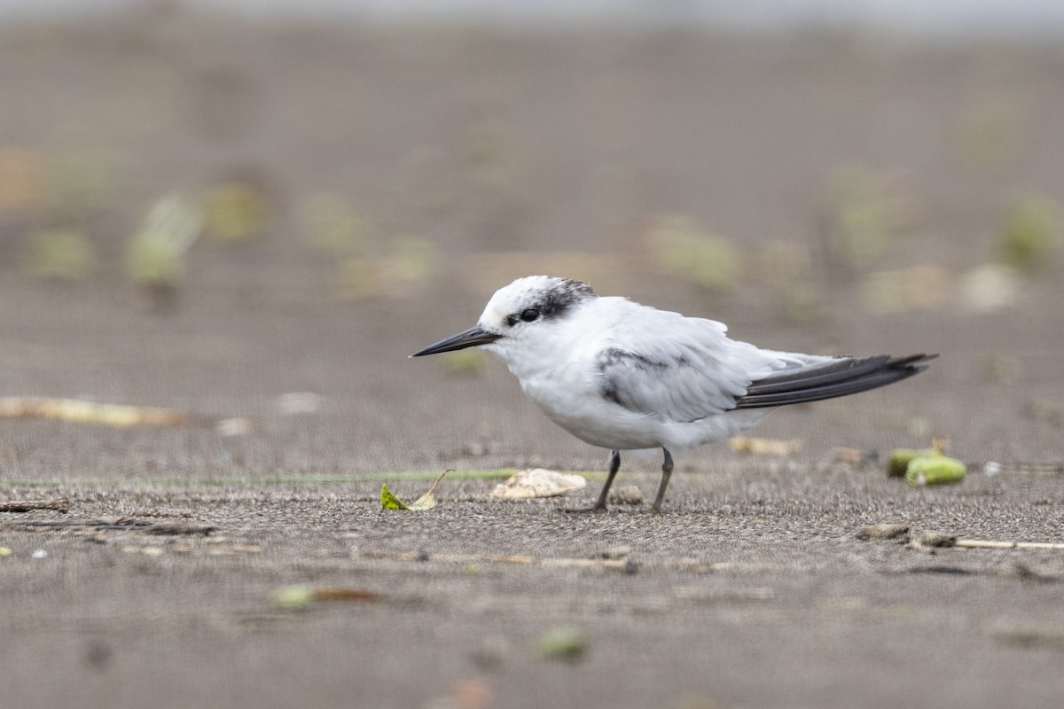 Saunders's Tern - ML640944444