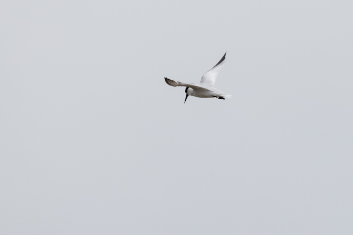 Saunders's Tern - ML640944445