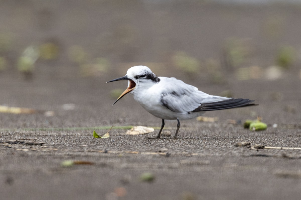 Saunders's Tern - ML640944446
