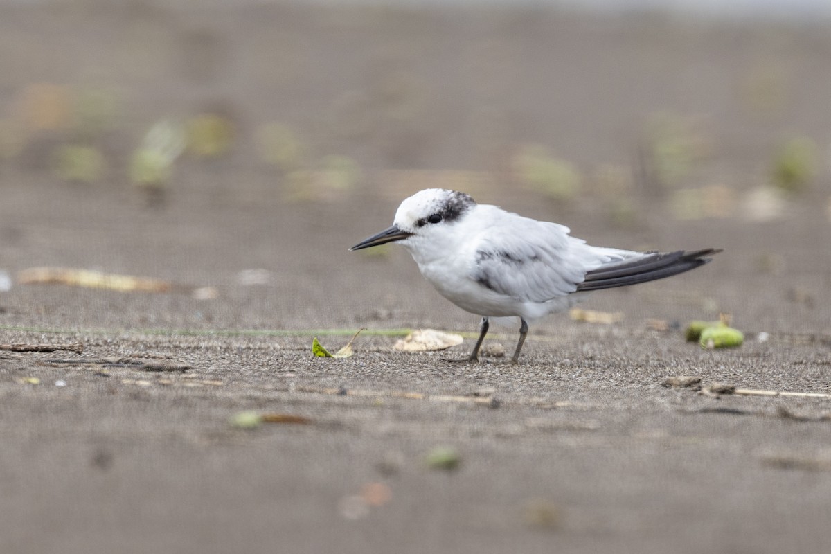 Saunders's Tern - ML640944447