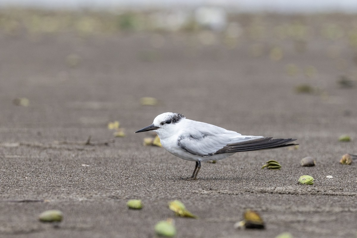 Saunders's Tern - ML640944450