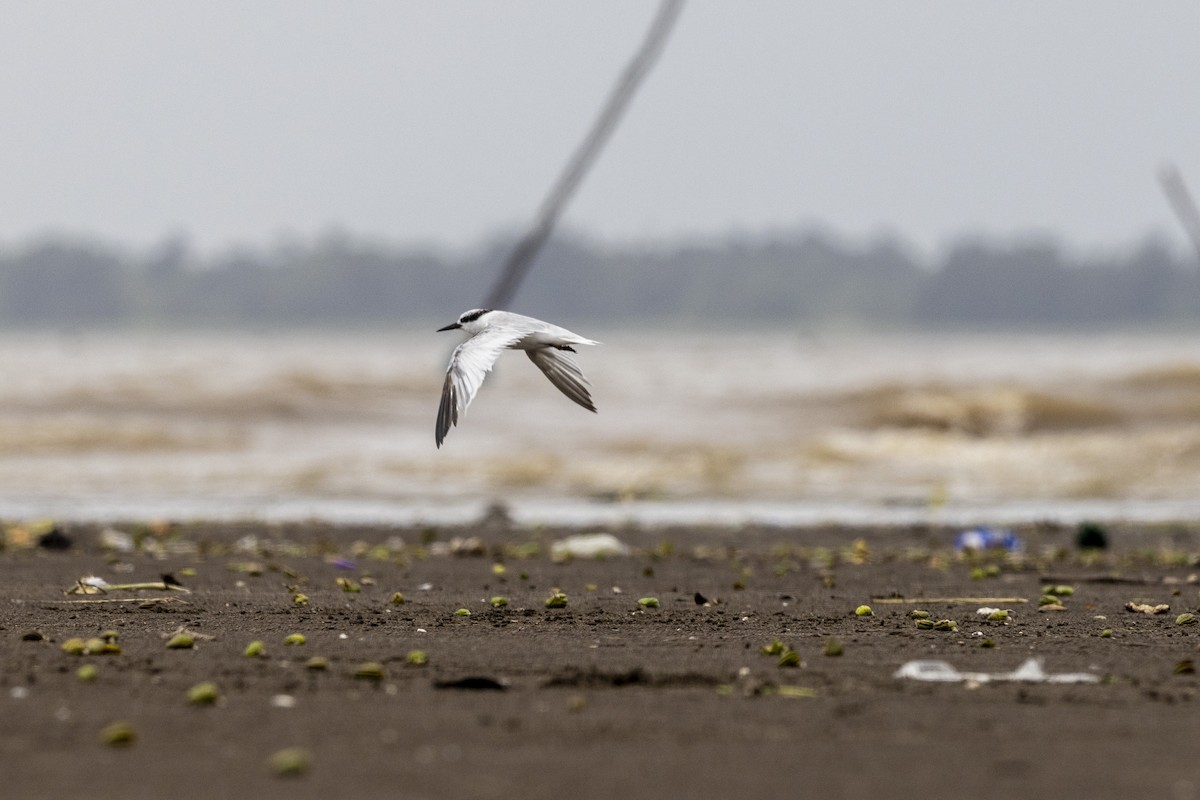 Saunders's Tern - ML640944451