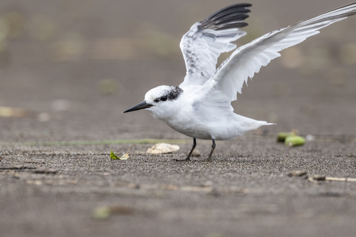 Saunders's Tern - ML640944452