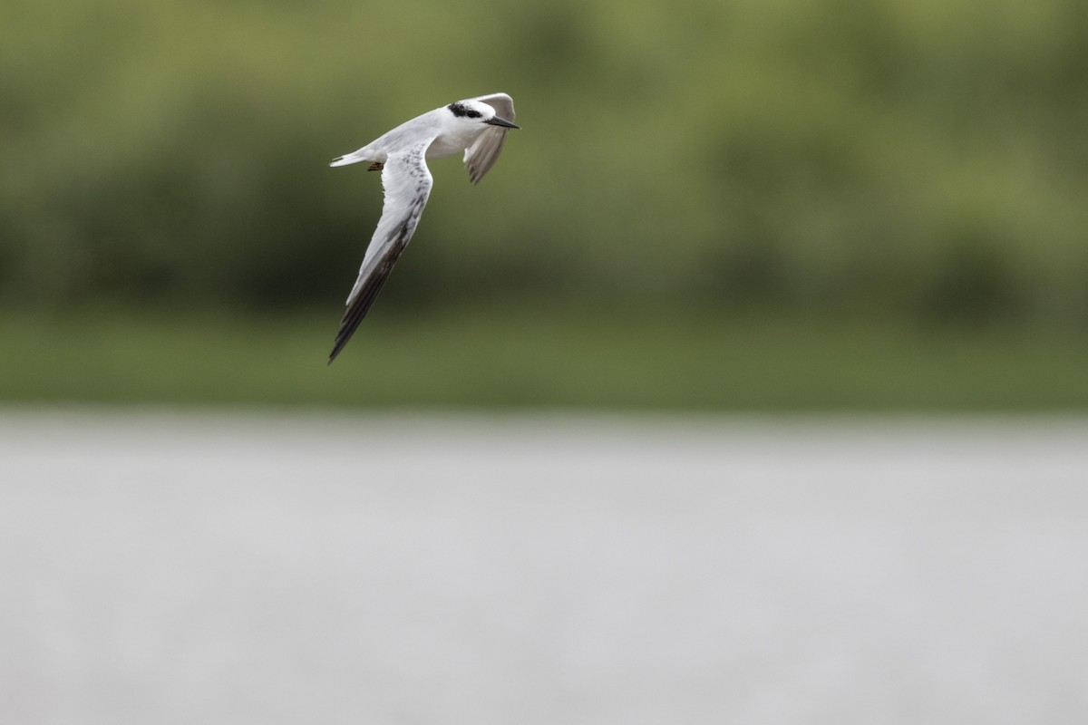 Saunders's Tern - ML640944453