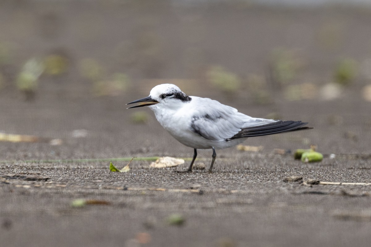 Saunders's Tern - ML640944454