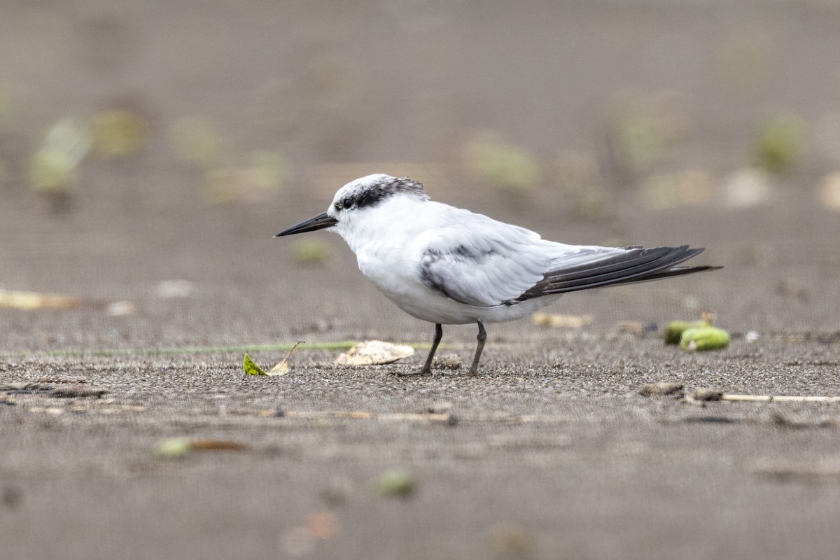 Saunders's Tern - ML640944455