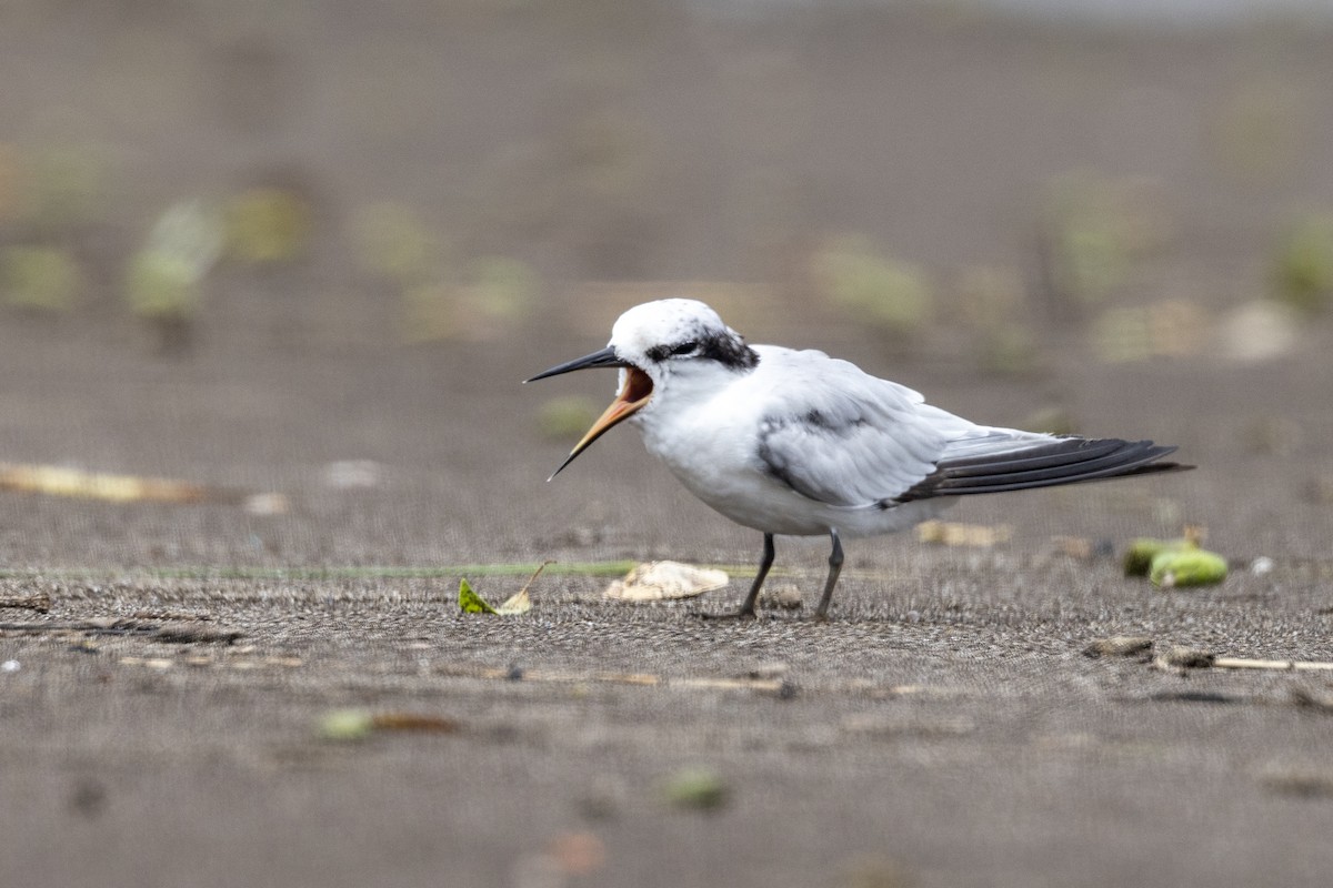 Saunders's Tern - ML640944456