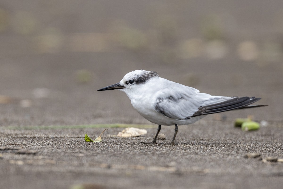 Saunders's Tern - ML640944458