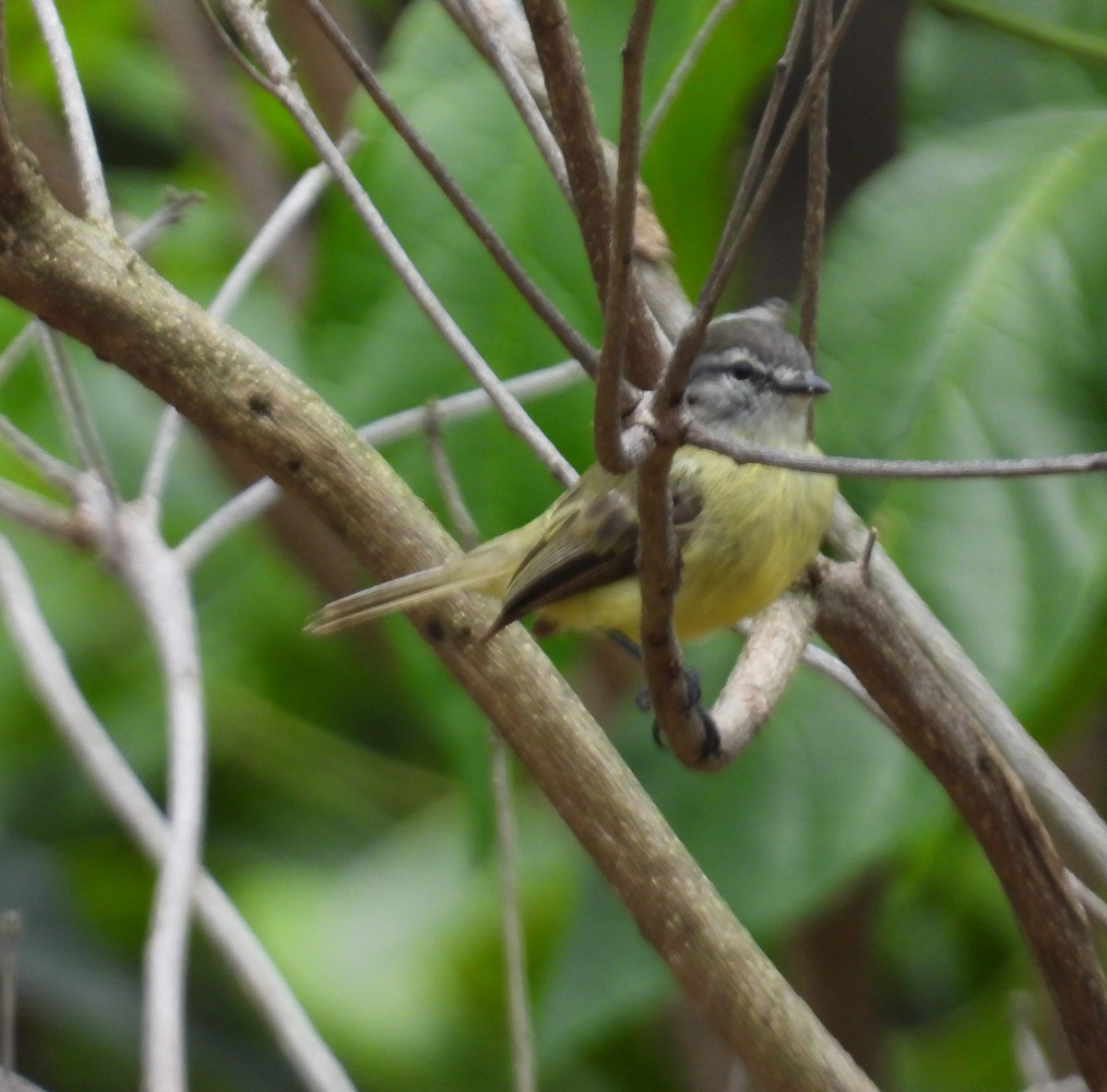 Sooty-headed Tyrannulet - ML640944461