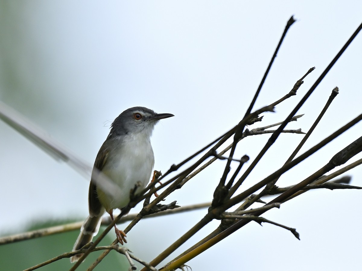 Rufescent Prinia - ML640944474