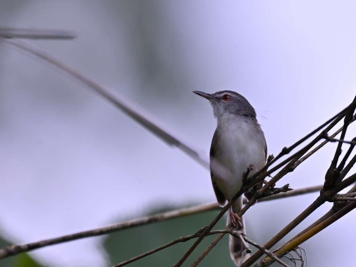 Rufescent Prinia - ML640944475