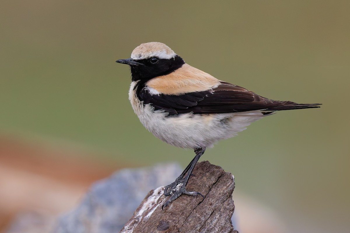 Desert Wheatear - ML640944479