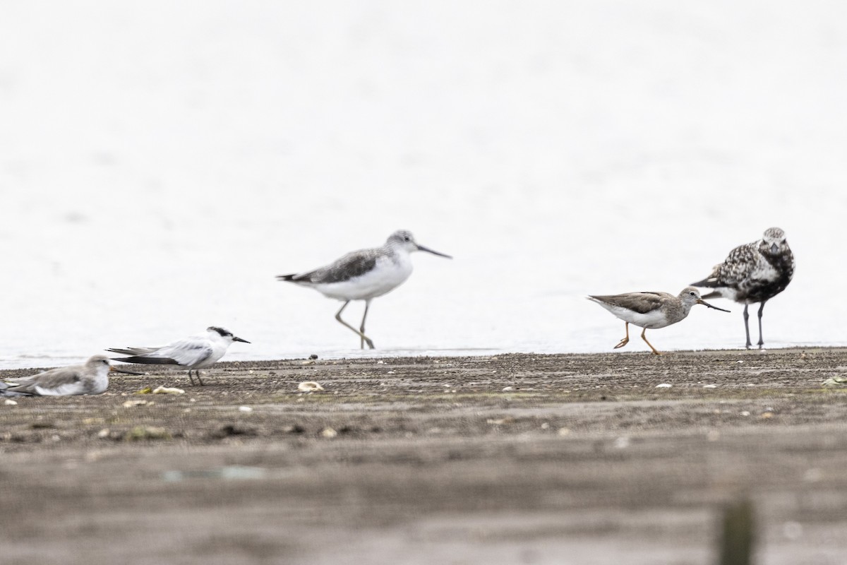 Terek Sandpiper - ML640944515