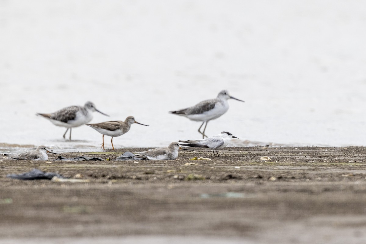 Terek Sandpiper - ML640944516