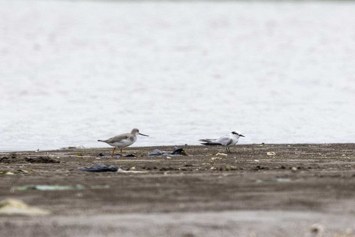 Terek Sandpiper - ML640944517