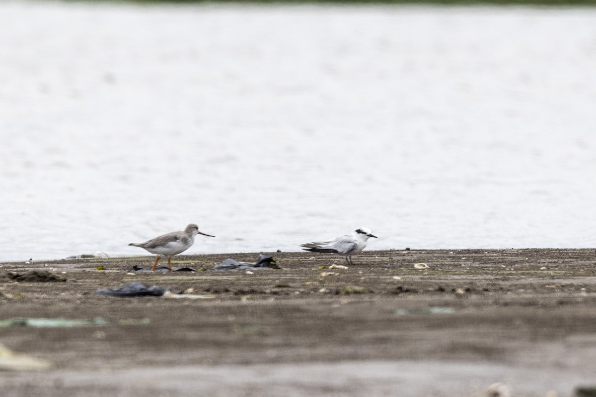 Terek Sandpiper - ML640944518