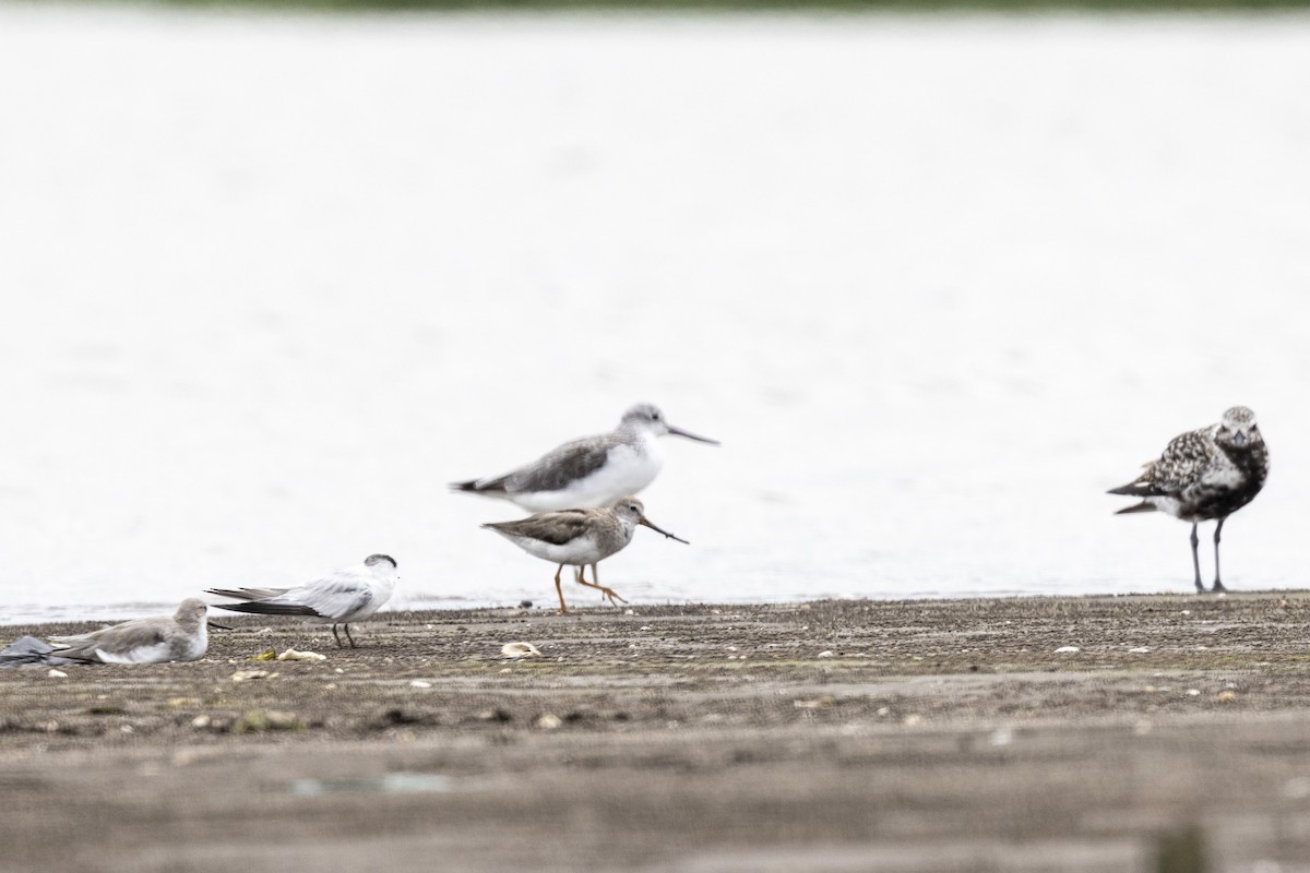 Terek Sandpiper - ML640944519