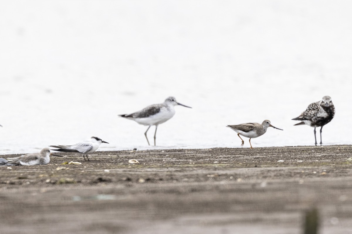 Terek Sandpiper - ML640944520
