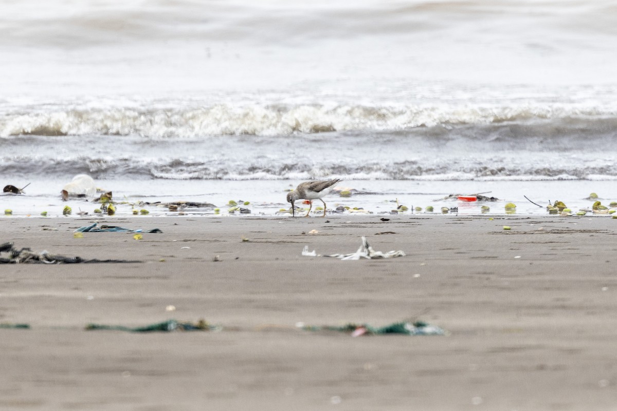 Terek Sandpiper - ML640944542