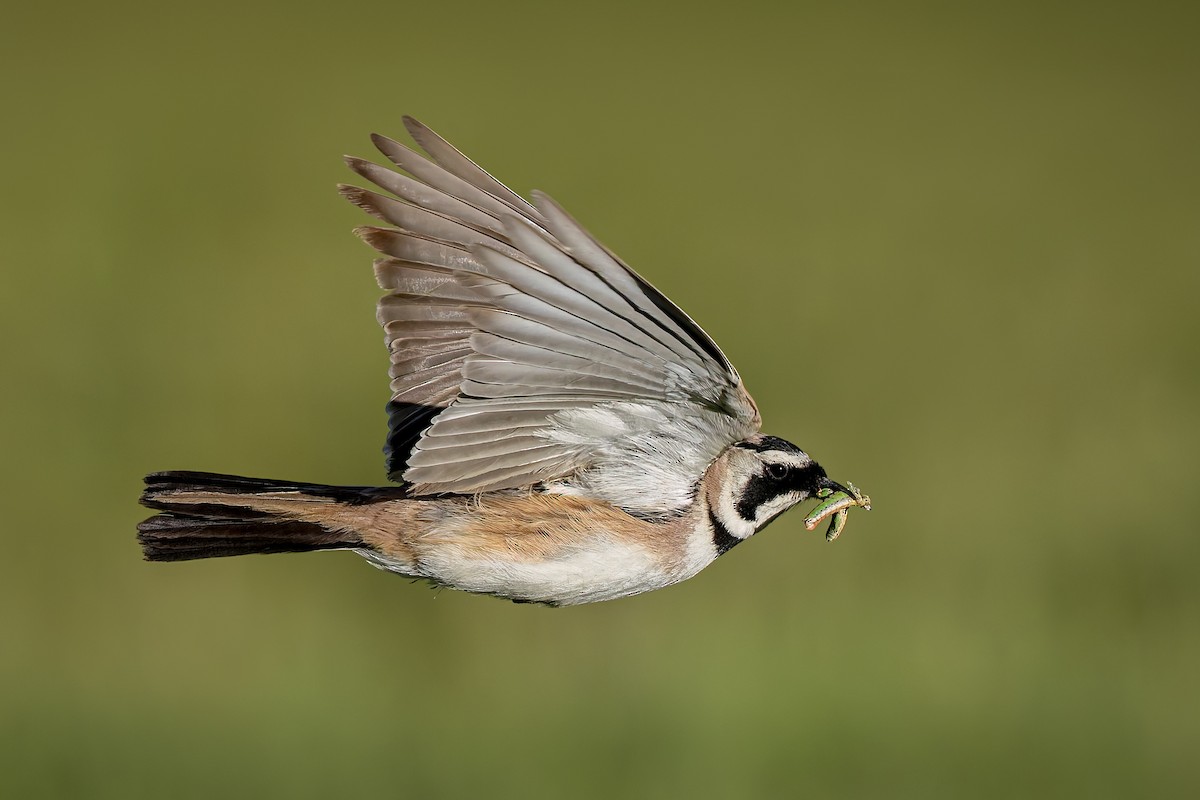 Horned Lark - Hari K Patibanda