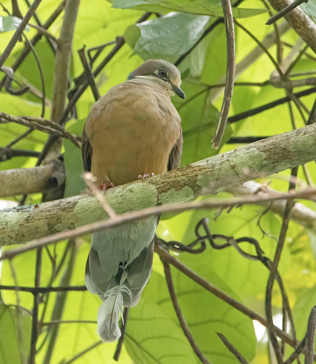 White-eared Brown-Dove - ML640944580