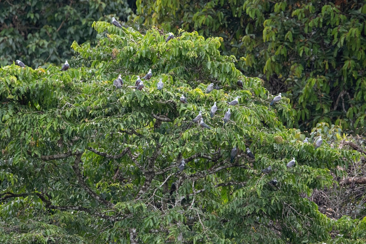 Spotted Imperial-Pigeon - ML640944588