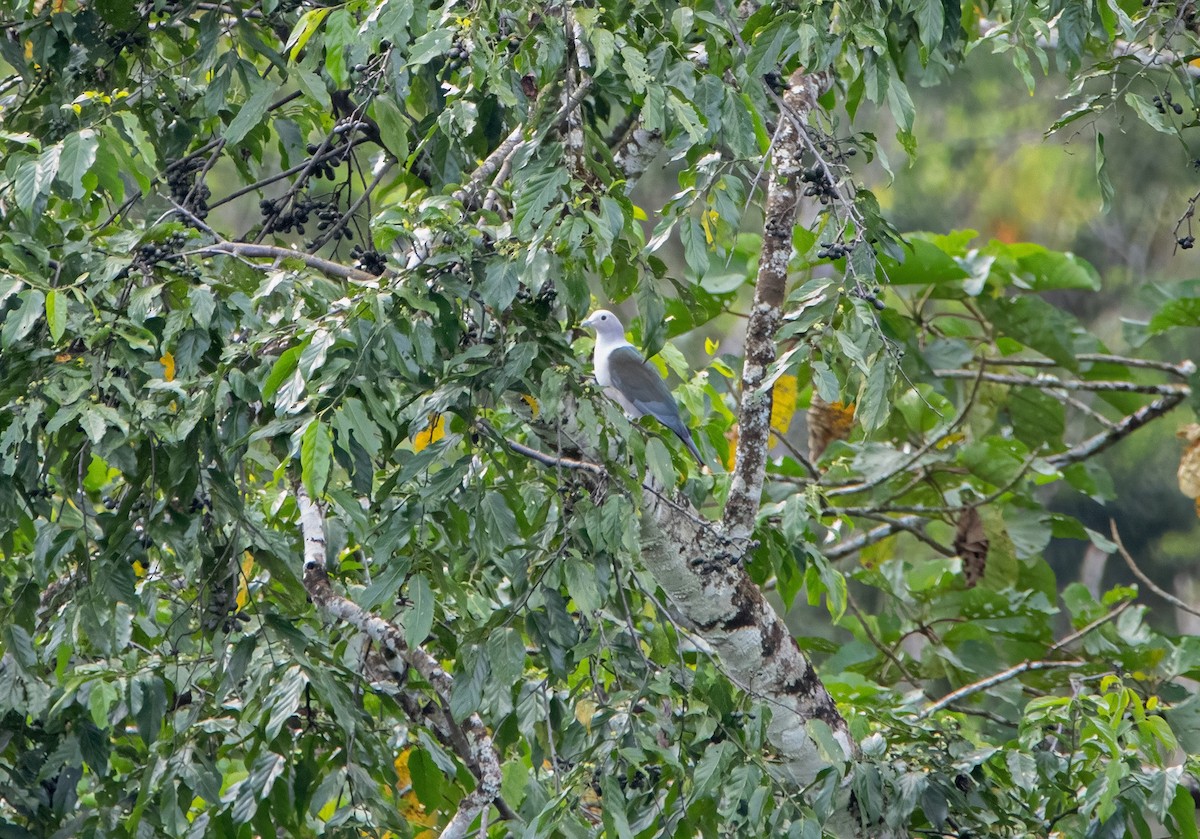 Green Imperial-Pigeon - ML640944590