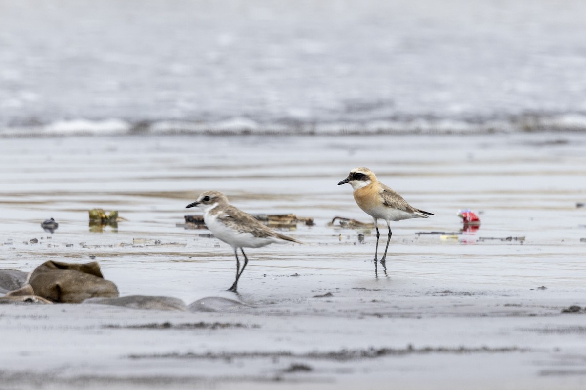 Tibetan Sand-Plover - ML640944594