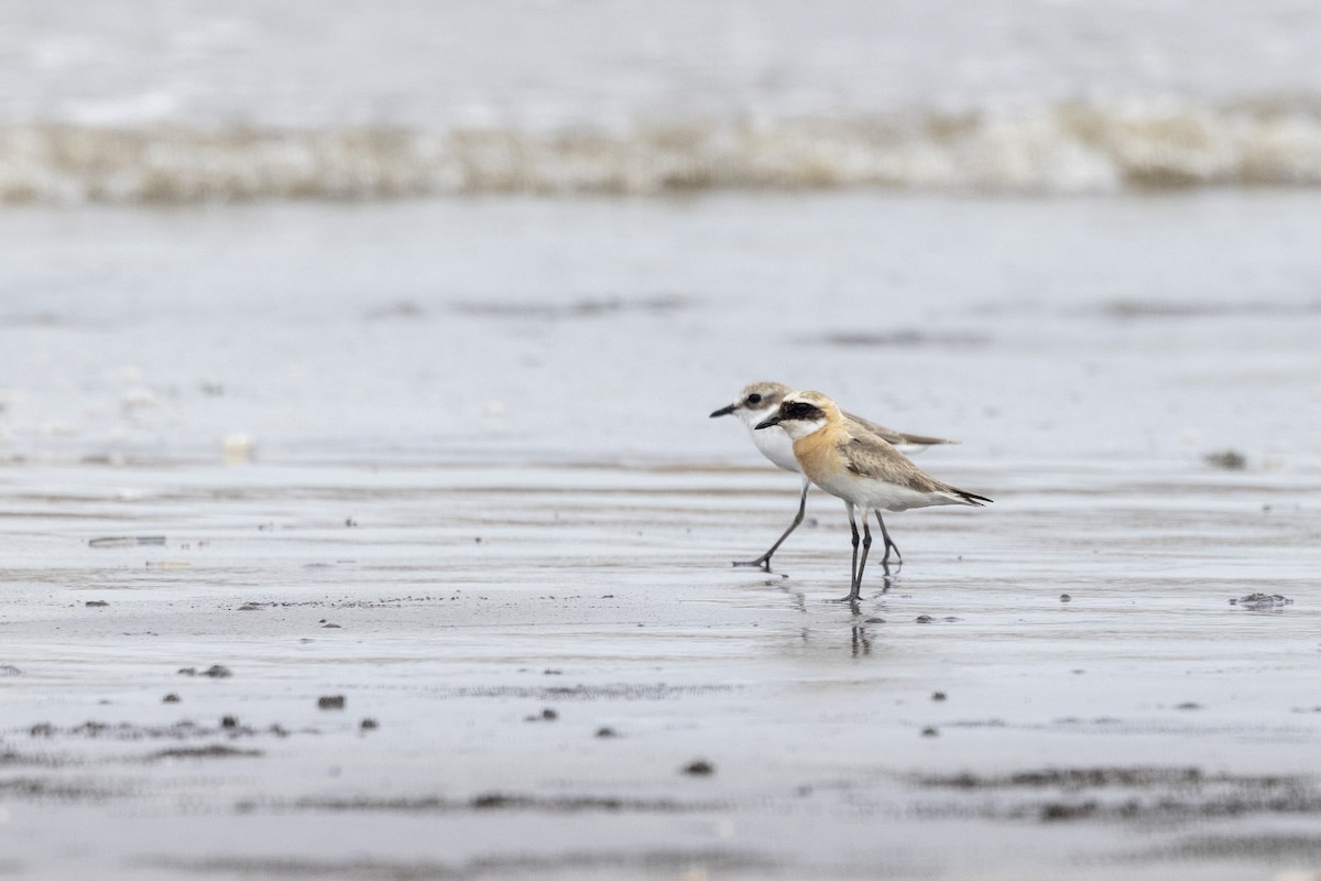 Tibetan Sand-Plover - ML640944597