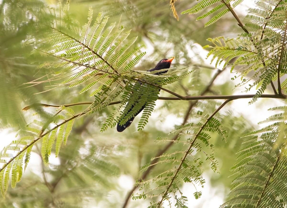 Violet Cuckoo - ML640944599