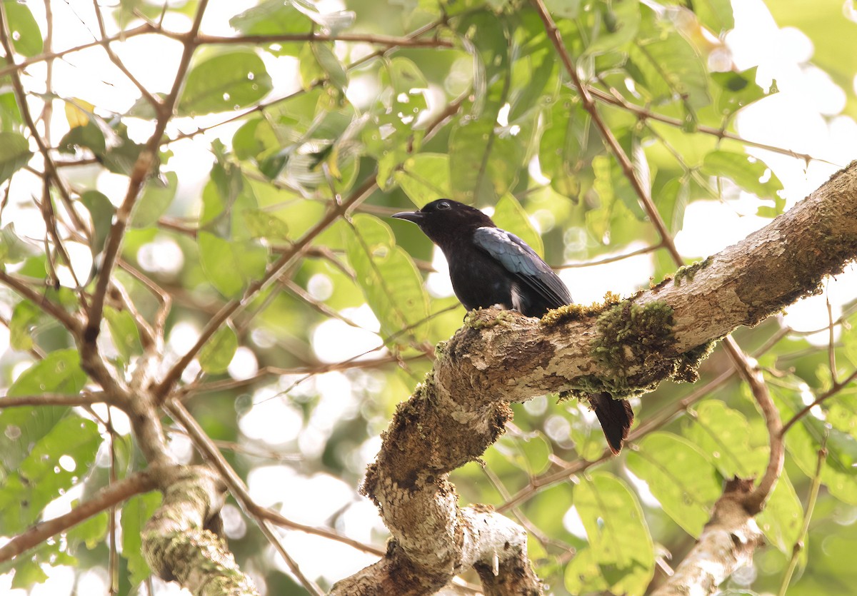 Philippine Drongo-Cuckoo - ML640944603